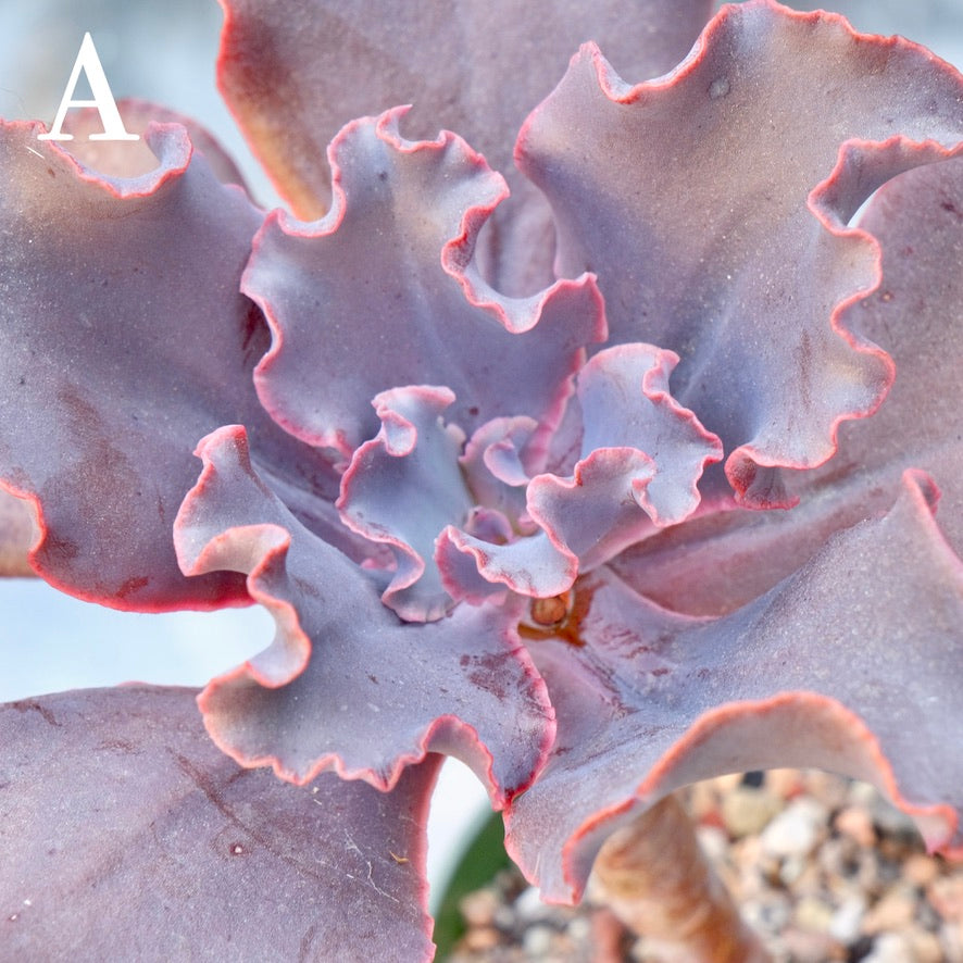 Echeveria Black Swan - Rare Dick Wright hybrid - A