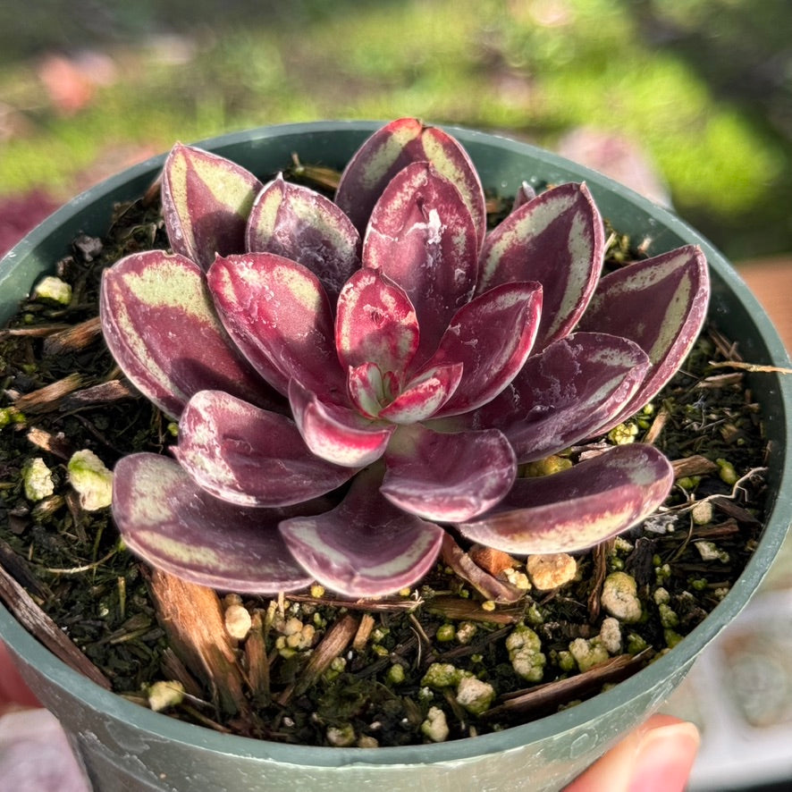 Echeveria Maruba Benitsukasa Succulent Plant