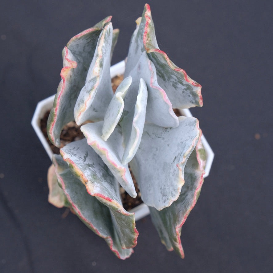 Variegated Cotyledon undulata Succulent Plant
