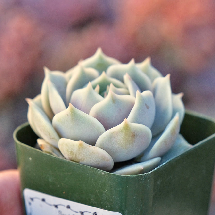 Echeveria Lola Succulent Plant