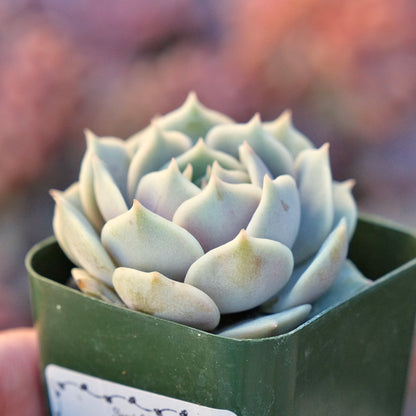 Echeveria Lola Succulent Plant