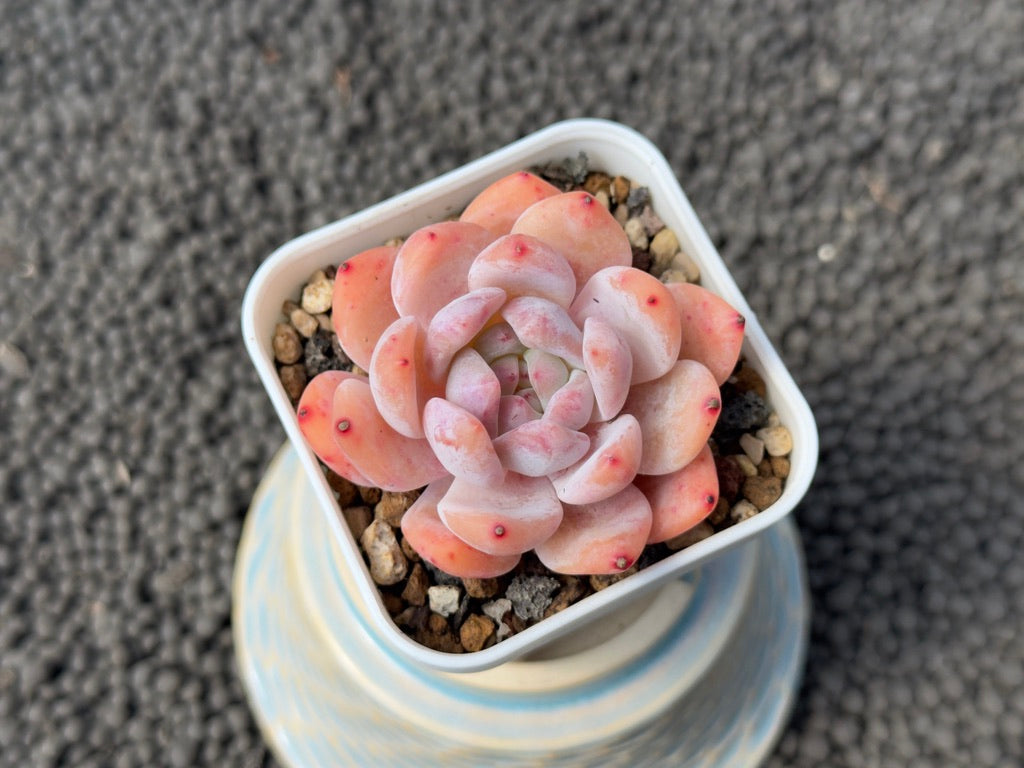 Echeveria Monroe Korean Succulent Plant