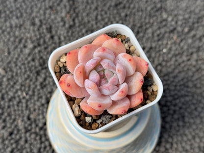 Echeveria Monroe Korean Succulent Plant