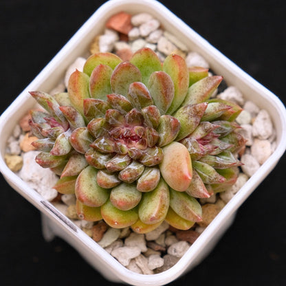 Echeveria Chanel Rose Korean Succulent Plant
