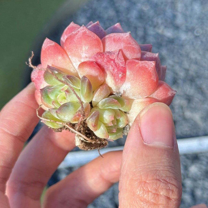 Echeveria Rosé Succulent Plant G