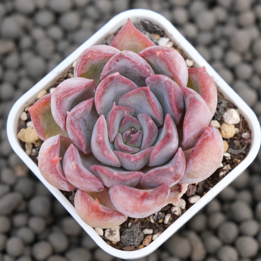 Echeveria Dark Ice Korean Succulent Plant