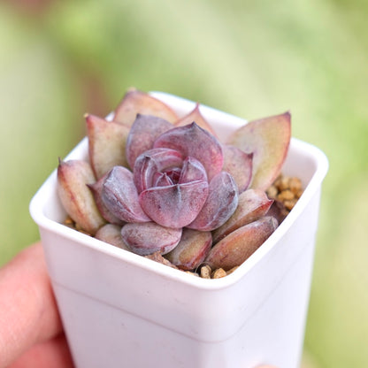 Echeveria Good Night Korean Succulent Plant