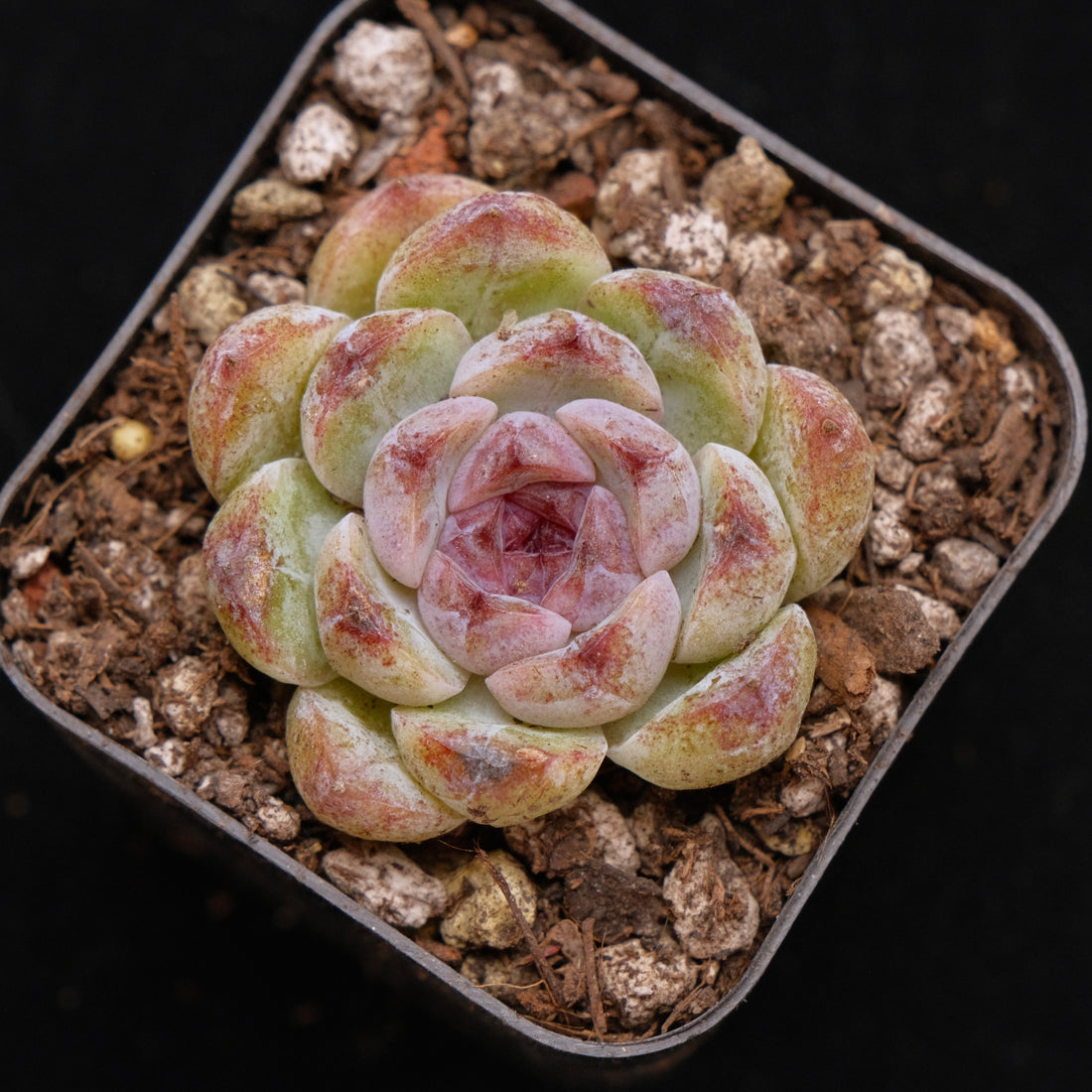 Echeveria Black Derenbergii Korean Succulent Plant