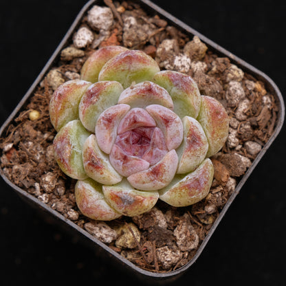 Echeveria Black Derenbergii Korean Succulent Plant