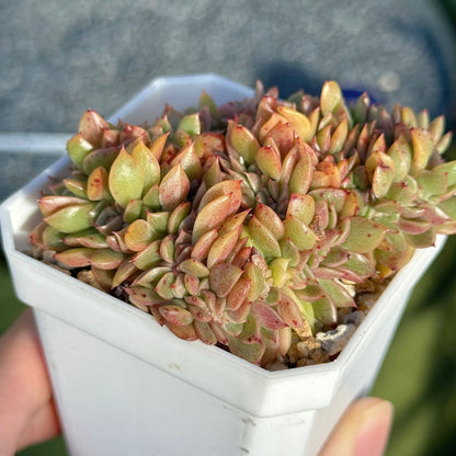 Crested Echeveria Gilva (lightly variegated) Succulent Plant