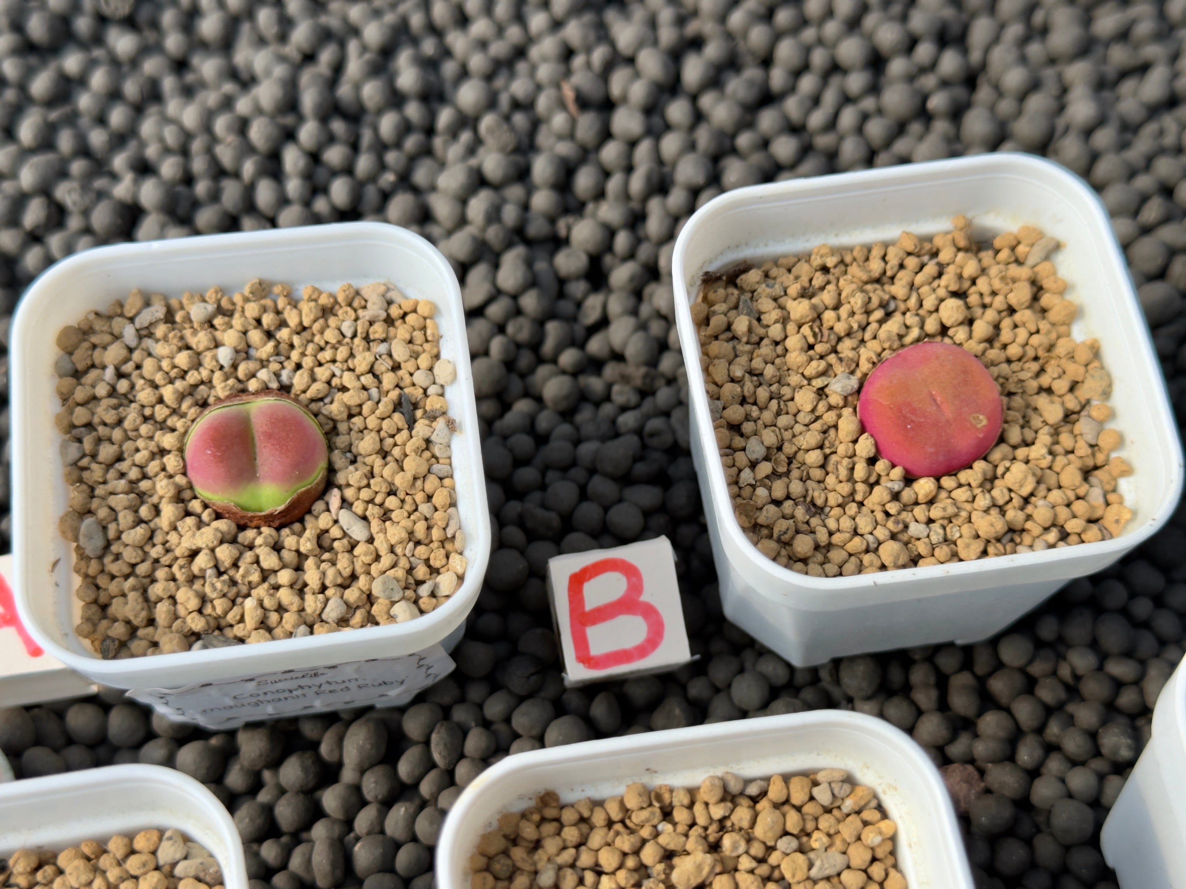 Conophytum maughanii &