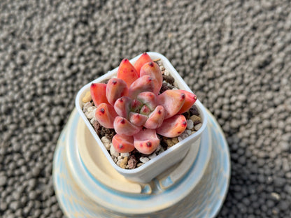 Echeveria Chelsea Korean Succulent Plant Hwaga Hybrid