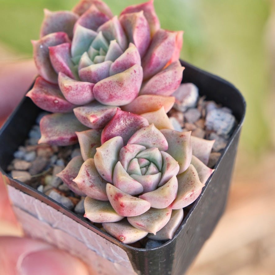 Echeveria Bloody Mourning Korean Succulent Plant
