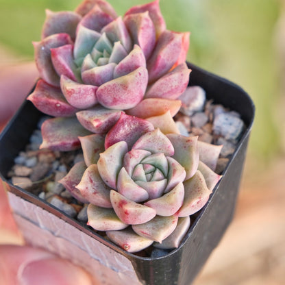 Echeveria Bloody Mourning Korean Succulent Plant
