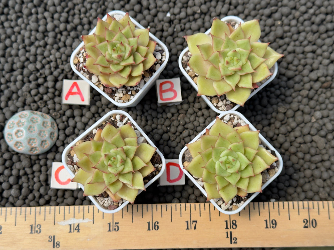Echeveria Lilith Korean Succulent Plant Hwaga Hybrid