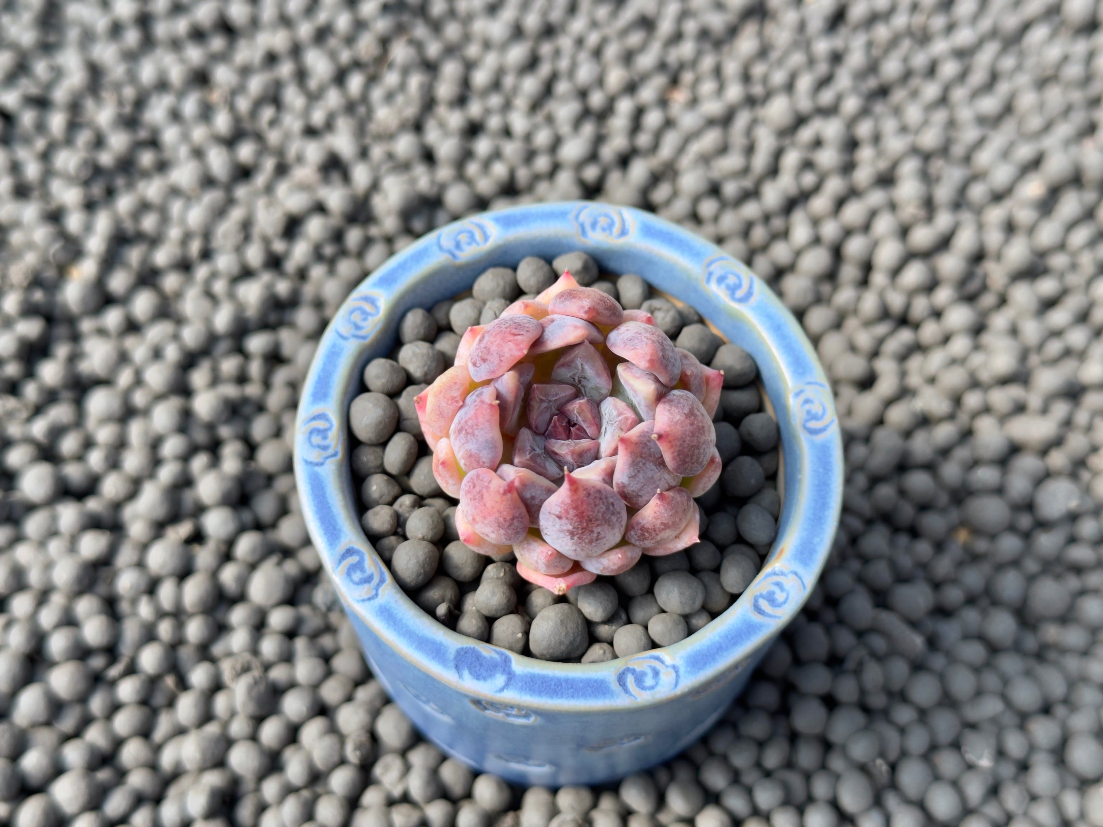 Echeveria Purple Powder Korean Succulent Plant