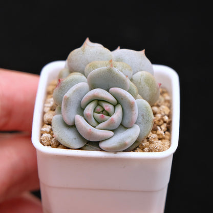 Echeveria White Sand Monroe Baby Korean Succulent Plant *Very Rare*
