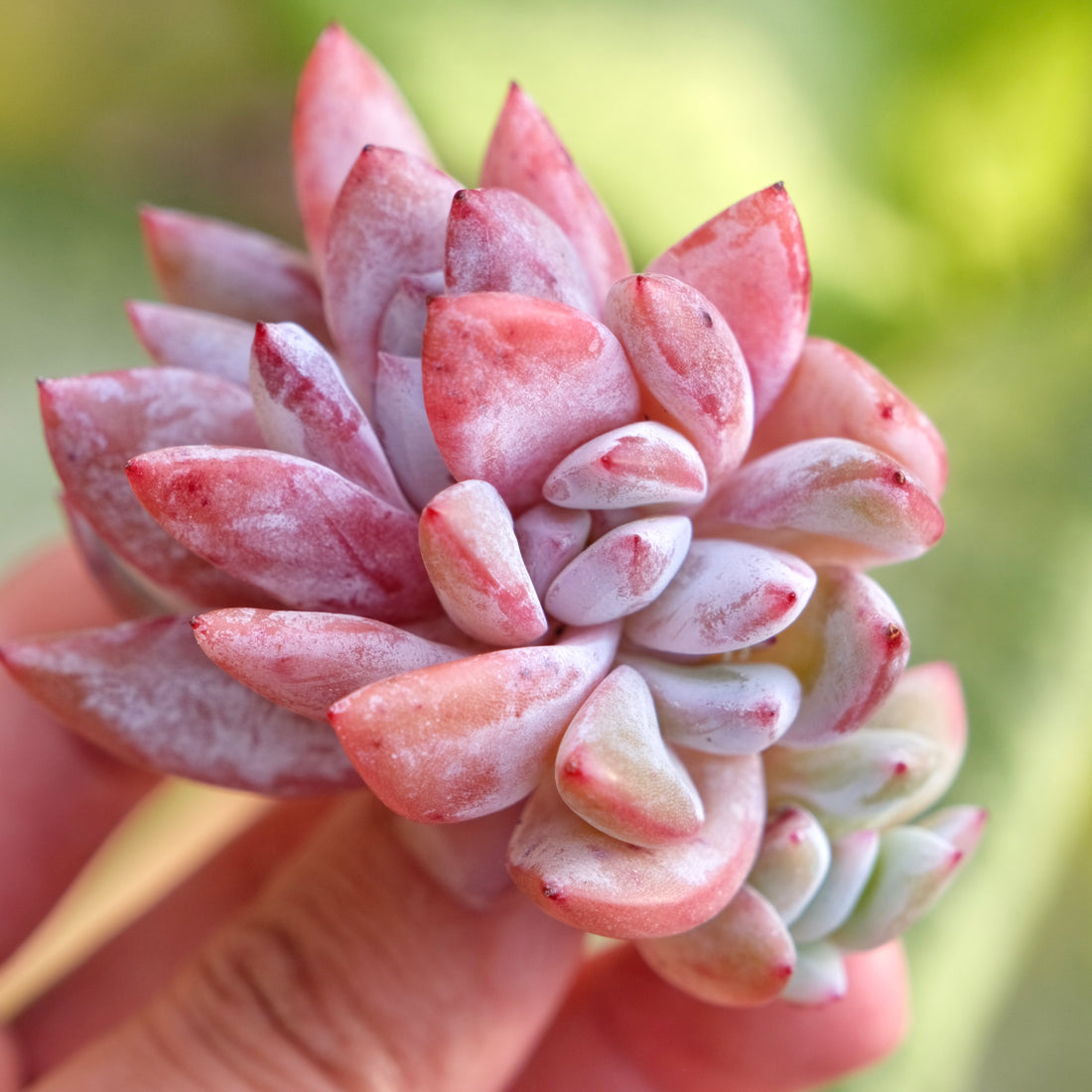 Echeveria Trumso cluster Imported Succulent Plant