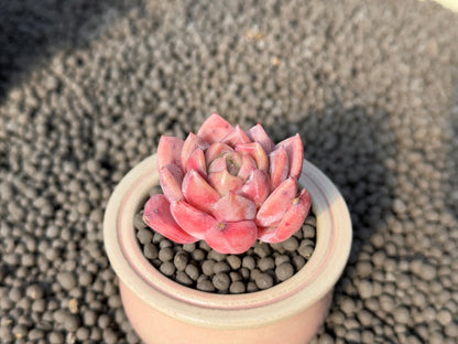 Echeveria Organic Purple Korean Succulent Plant