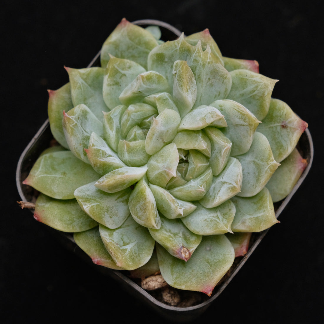 Echeveria Chaumet Korean Succulent Plant