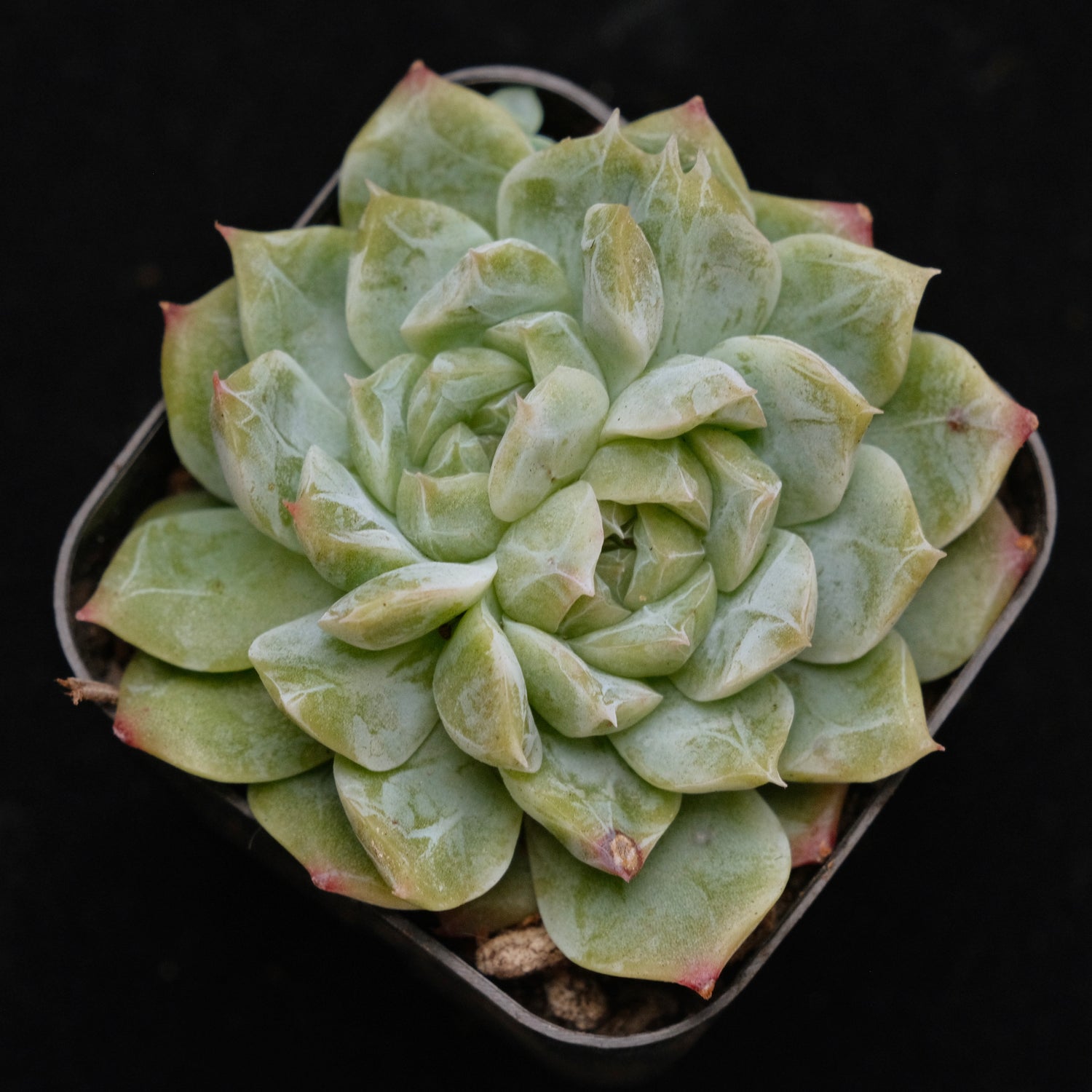 Echeveria Chaumet Korean Succulent Plant