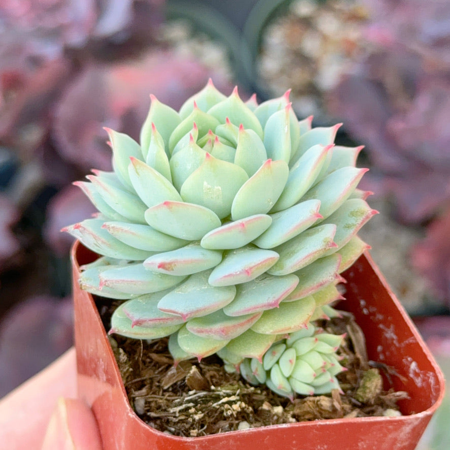 Echeveria &
