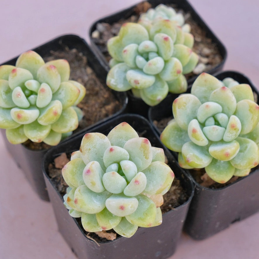 scf succulent Sedum clavatum Succulent Plant – Succielife