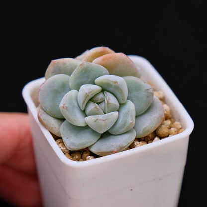 Echeveria Ice Green baby double Korean Succulent Plant