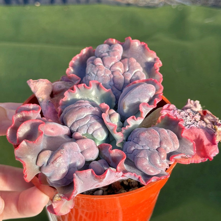 Echeveria Phoenix - Very Rare Dick Wright Hybrid – Succielife