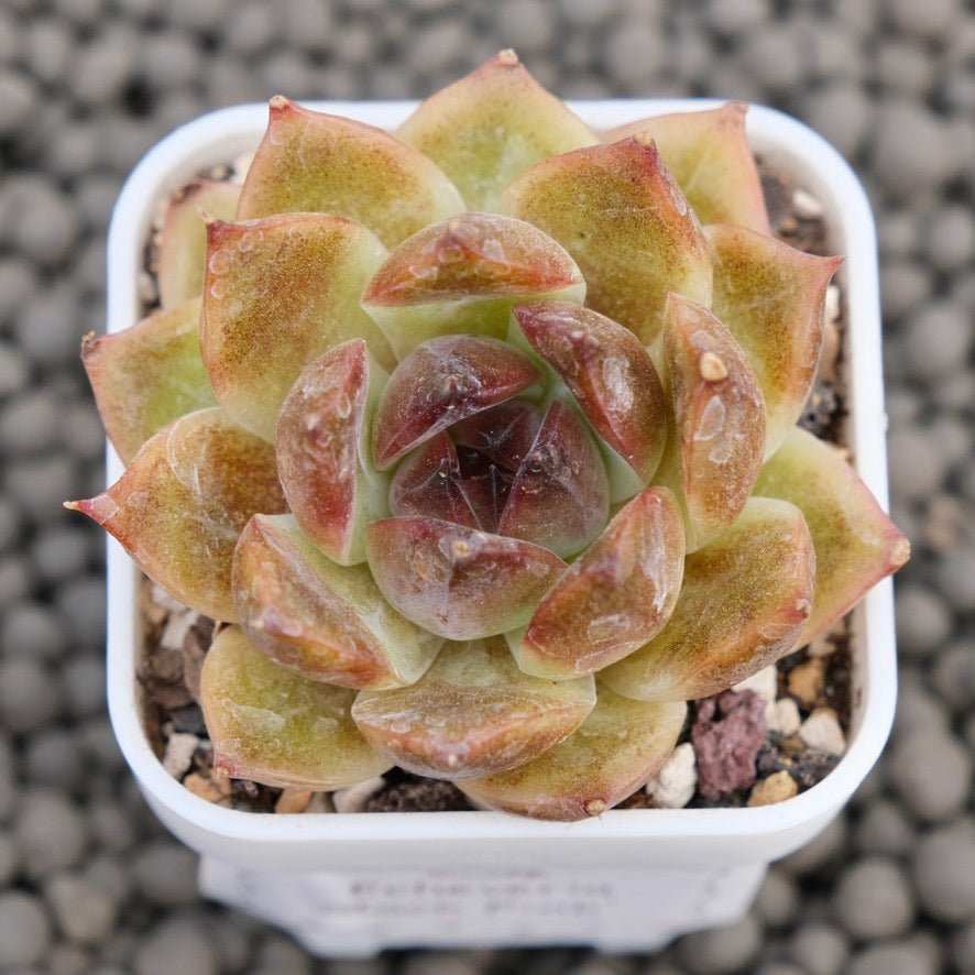 Echeveria Yuna Korean Succulent Plant