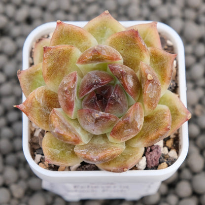 Echeveria Yuna Korean Succulent Plant