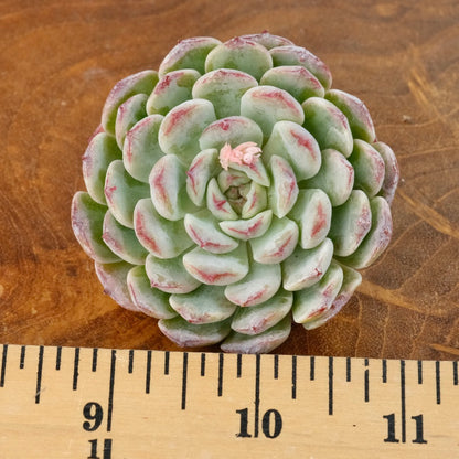 Echeveria Meteor Korean Succulent Plant Changhee hybrid