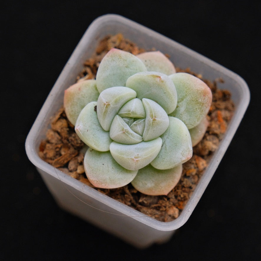 Echeveria Ice Green Korean Succulent Plant