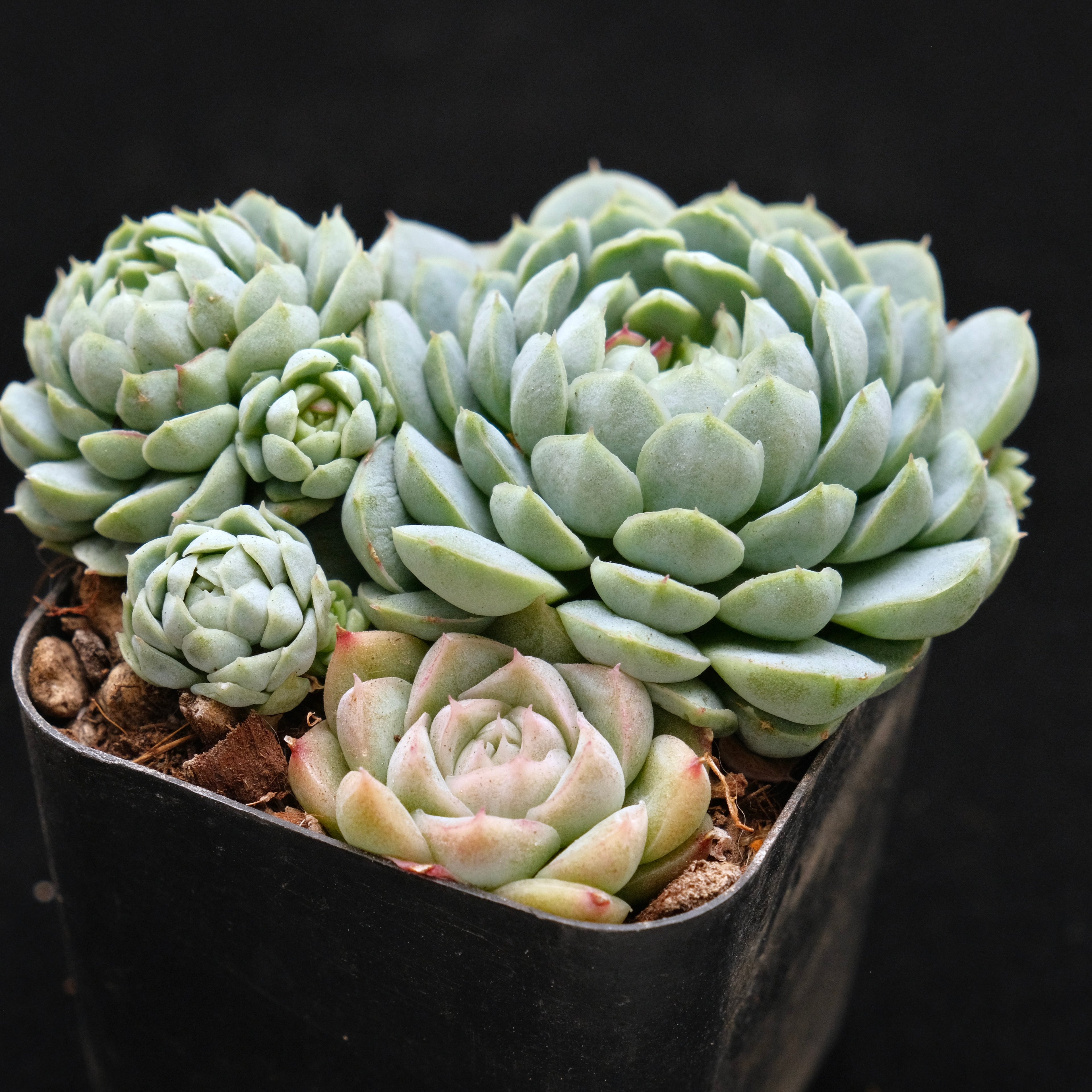 Echeveria Sugar Princess Korean Succulent Plant