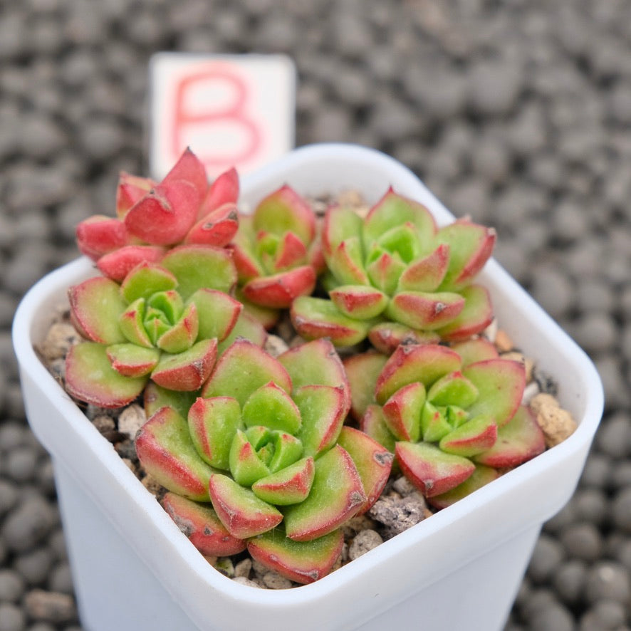Echeveria Letizia Imported Succulent Plant