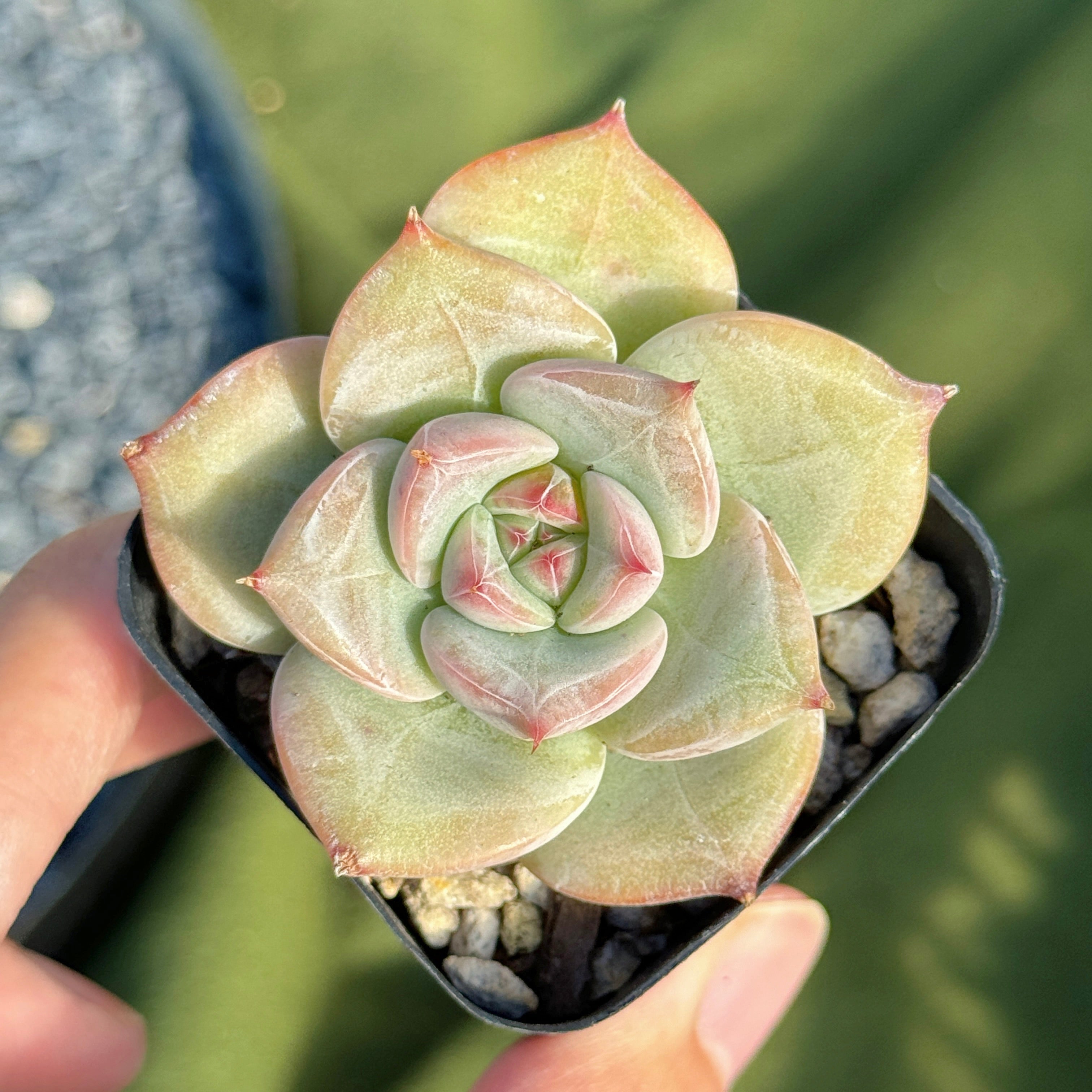 Echeveria Ice Muscle Korean Succulent Plant