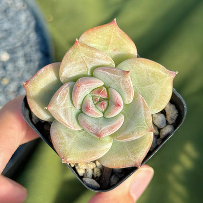 Echeveria Ice Muscle Korean Succulent Plant