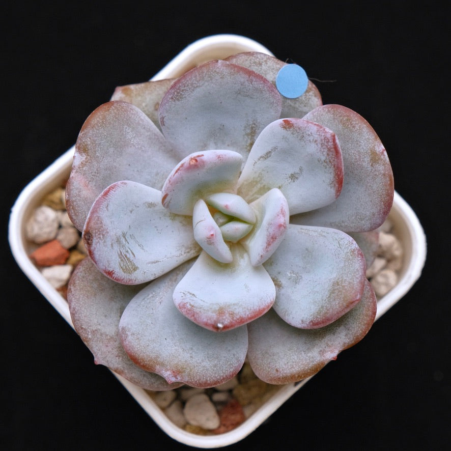 Echeveria Cream Tea hybrid Korean Succulent Plant