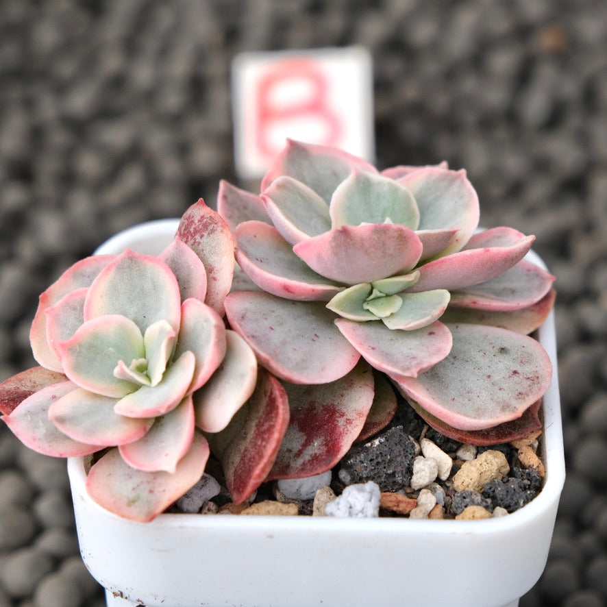 Variegated Echeveria Suyon Korean Succulent Plant