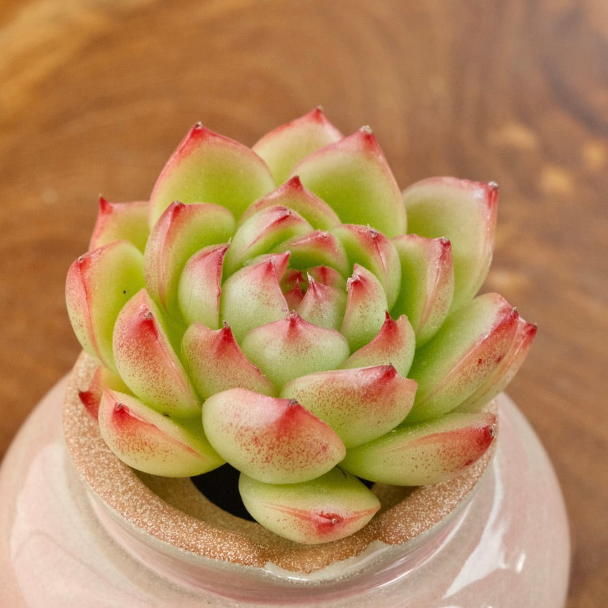 Echeveria Red Cone Korean Succulent Plant