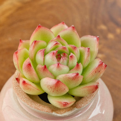 Echeveria Red Cone Korean Succulent Plant