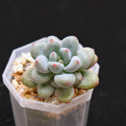 Echeveria Apple Bud baby Korean Succulent Plant