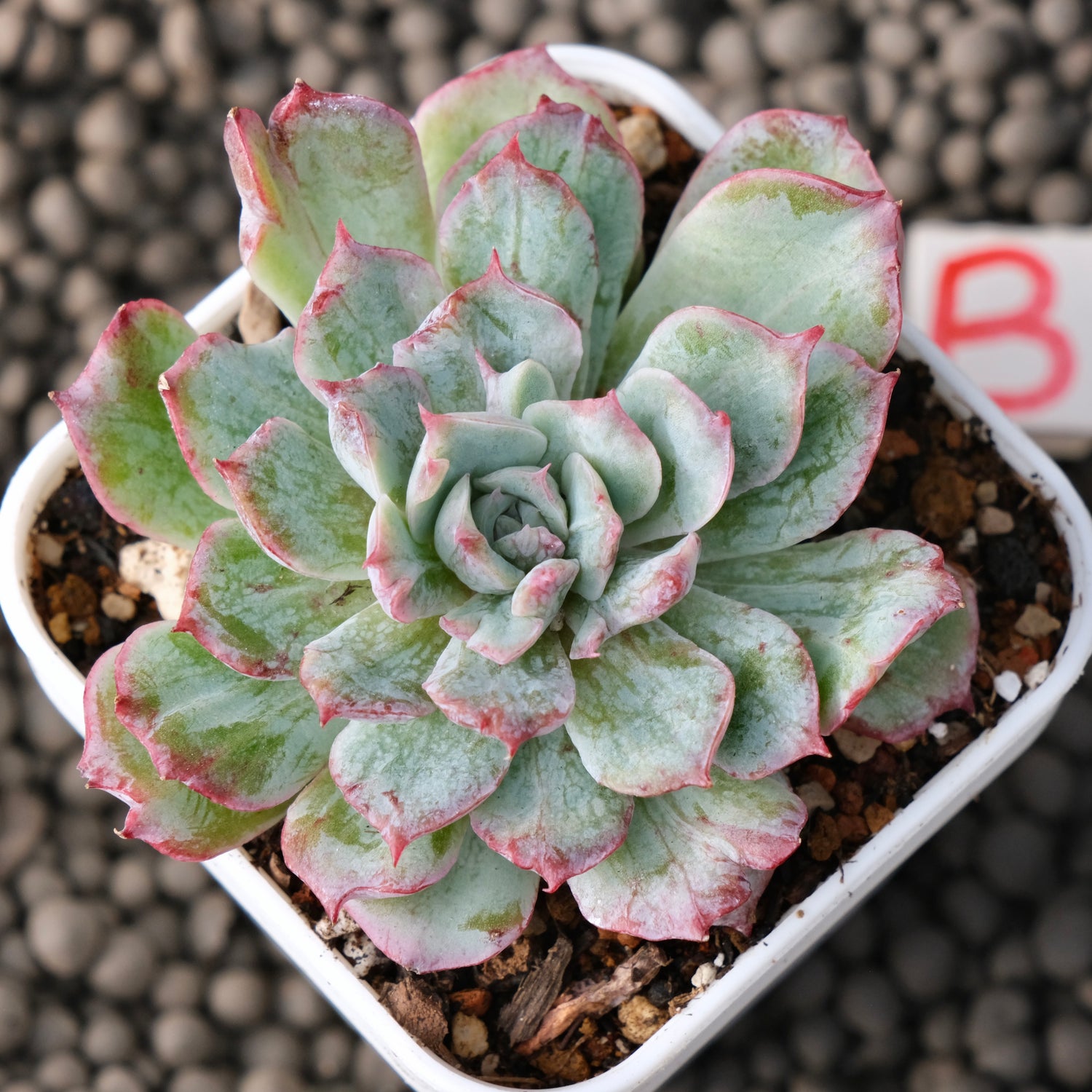 Variegated Echeveria Nova Rain Korean Succulent Plant Changhee Hybrid