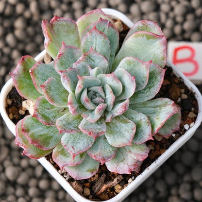 Variegated Echeveria Nova Rain Korean Succulent Plant Changhee Hybrid