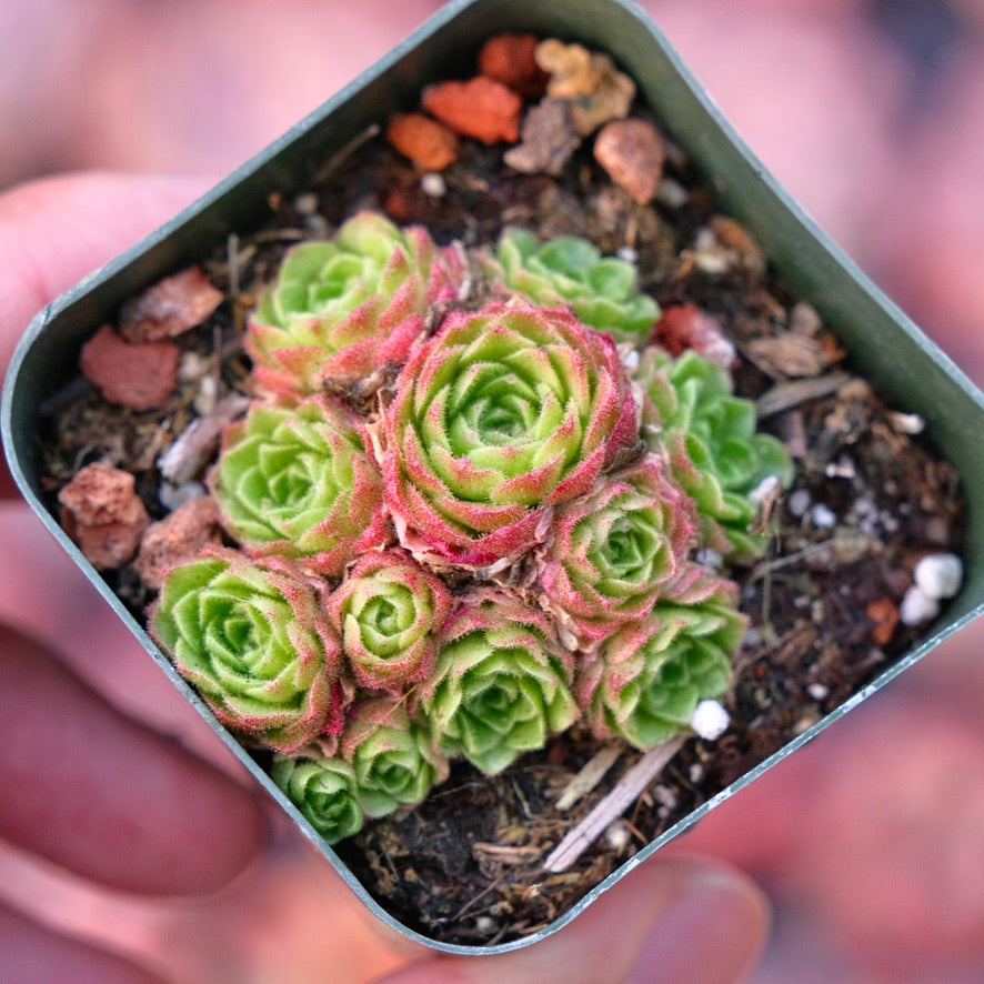 Rosularia platyphylla Succulent Plant