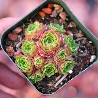 Rosularia platyphylla Succulent Plant