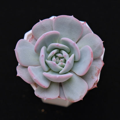Echeveria Francia Korean Succulent Plant Air Magic hybrid