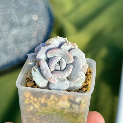 Echeveria Milk Purple Korean Succulent Plant Changhee hybrid