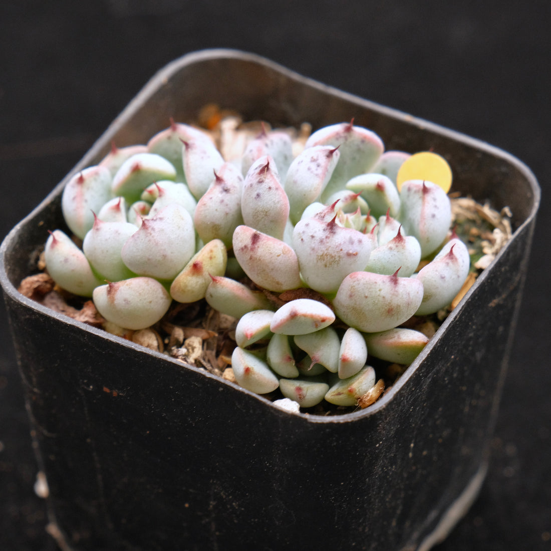Echeveria Indigo Mini Korean Succulent Plant Hwaga Hybrid