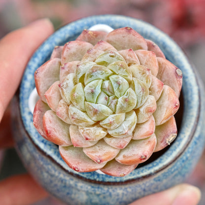 Echeveria Ice Grape Imported Succulent Plant